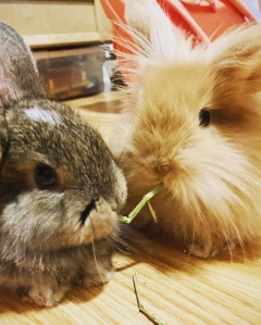two baby bunnies sharing a piece of hay, a brindle lop with a white mark on his face on the left and a golden lion head on the right